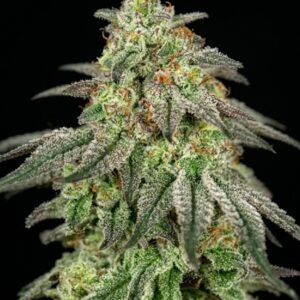 F.U.H (Fucked Up Hippy) Feminized Seeds by Seedstockers