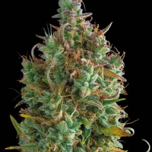 Gelato 41 Auto Seeds by Seedstockers