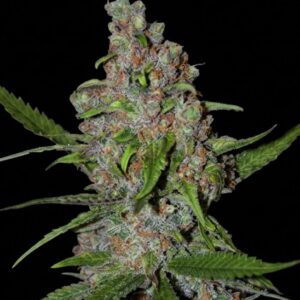 Gelato 41 Fast Version Seeds by Seedstockers