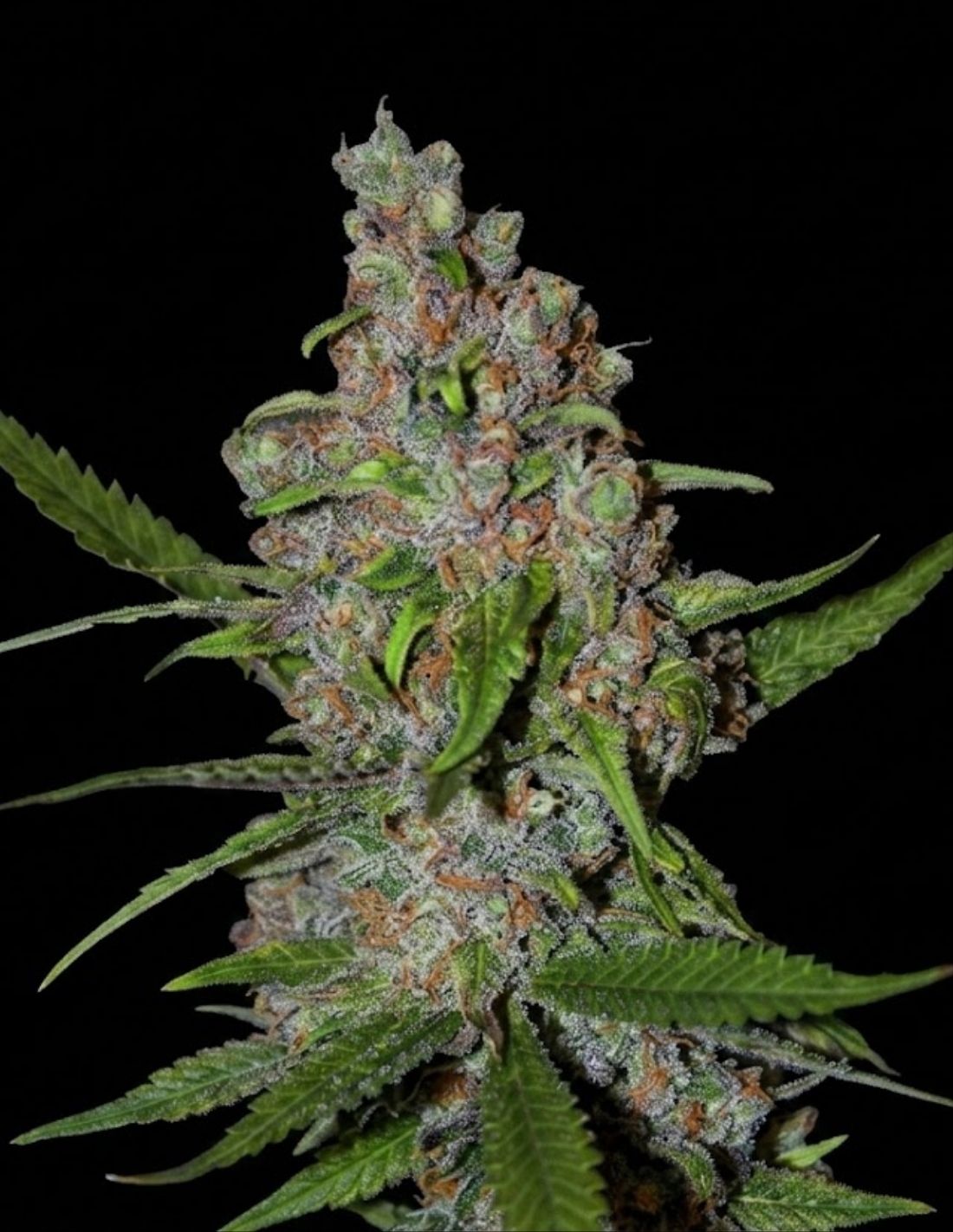 Gelato 41 Fast Version Seeds by Seedstockers