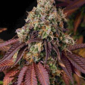 Gelato 41 Feminized Seeds by Seedstockers