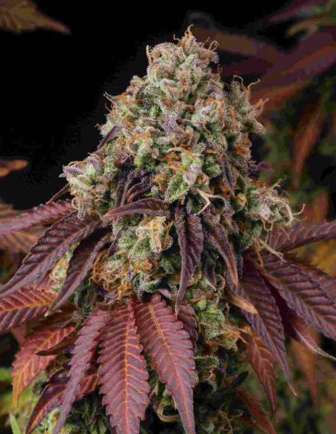 Gelato 41 Feminized Seeds by Seedstockers