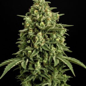 Gelonade Auto Seeds by Seedstockers