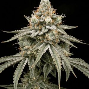 Gelonade Feminized Seeds by Seedstockers