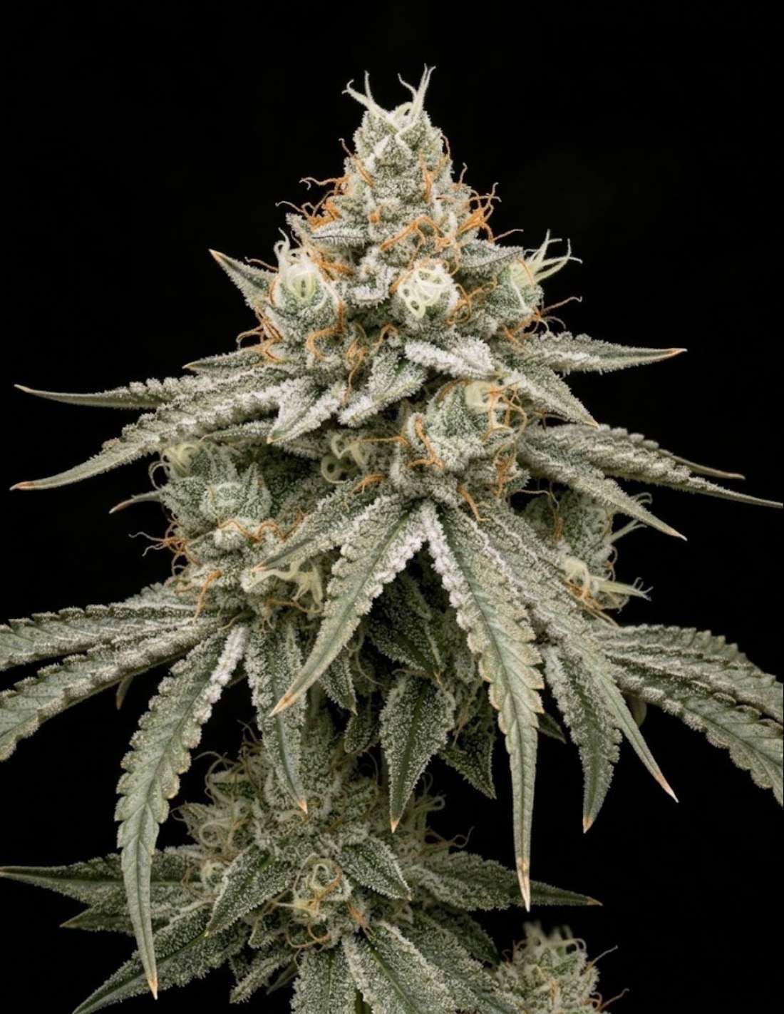 Gelonade Feminized Seeds by Seedstockers