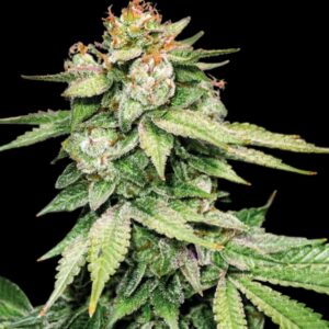GG#4 Auto Seeds by Seedstockers