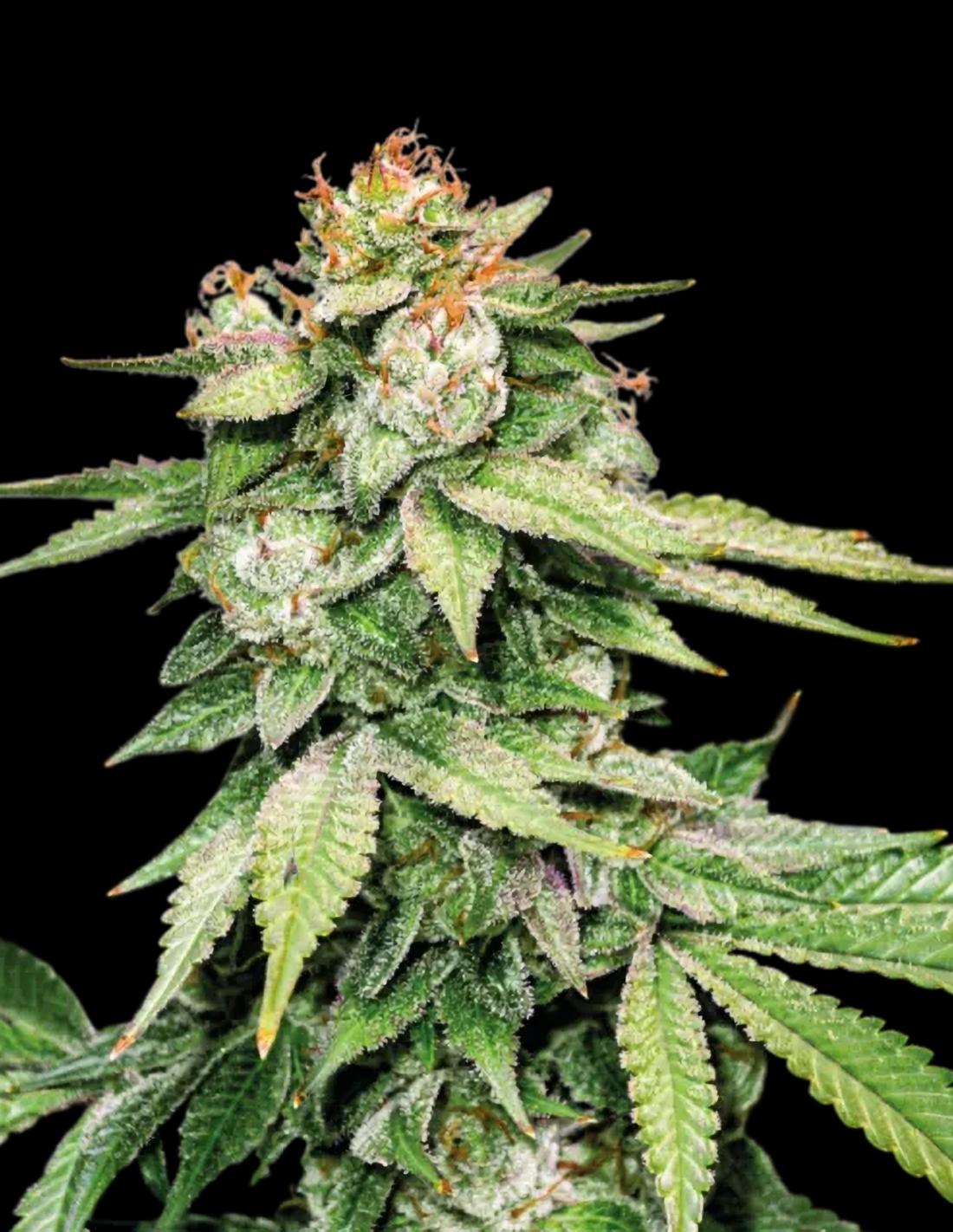 GG#4 Auto Seeds by Seedstockers