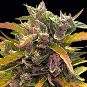 GG4 Auto Seeds by Barney's Farm
