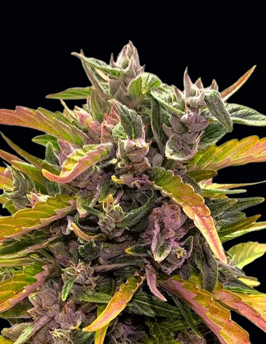 GG4 Auto Seeds by Barney's Farm