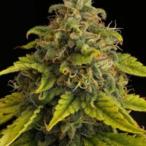 GG#4 Feminized Seeds by Seedstockers