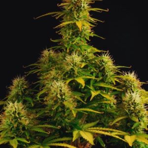 Girl Scout Cookies Auto Seeds by Seedstockers