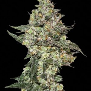 Girl Scout Cookies Feminized Seeds by Seedstockers