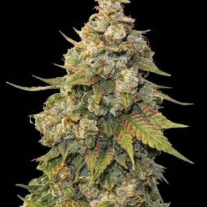 Golden Lemon Haze Feminized Seeds by Seedstockers