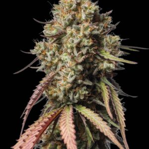 Gorilla Cookies Auto Seeds by Seedstockers