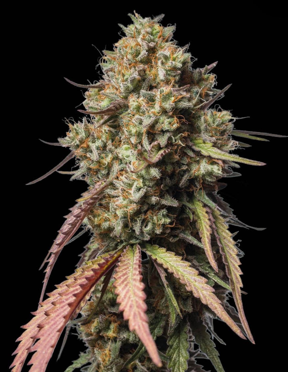 Gorilla Cookies Auto Seeds by Seedstockers