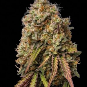 Gorilla Cookies Feminized Seeds by Seedstockers