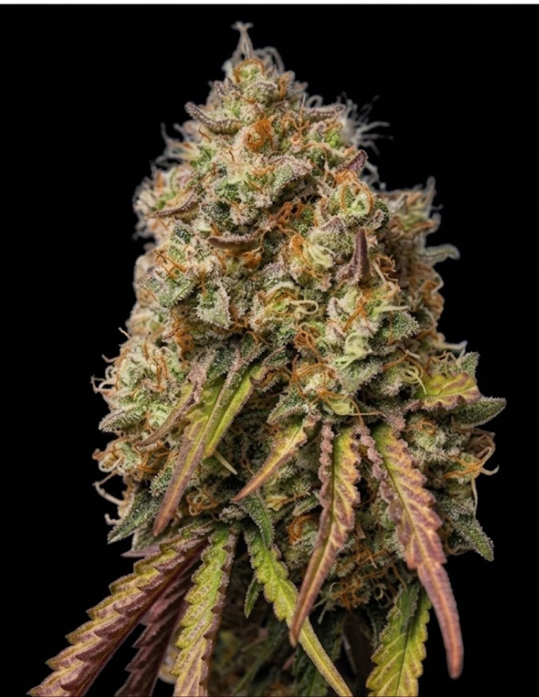 Gorilla Cookies Feminized Seeds by Seedstockers