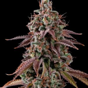 Granny's Home Feminized Seeds by Seedstockers