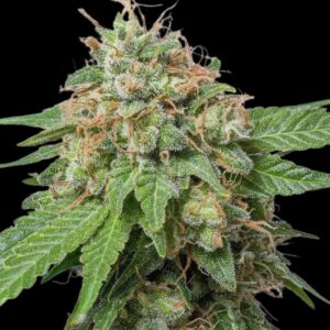 Green Crack Auto Seeds by Seedstockers