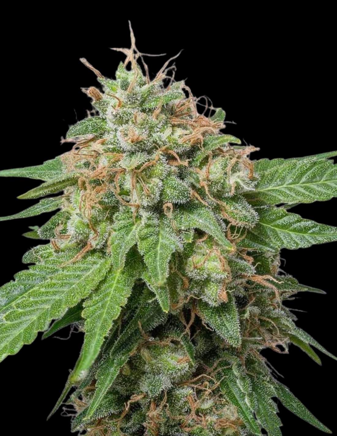 Green Crack Auto Seeds by Seedstockers