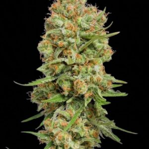 Green Crack Feminized Seeds by Seedstockers
