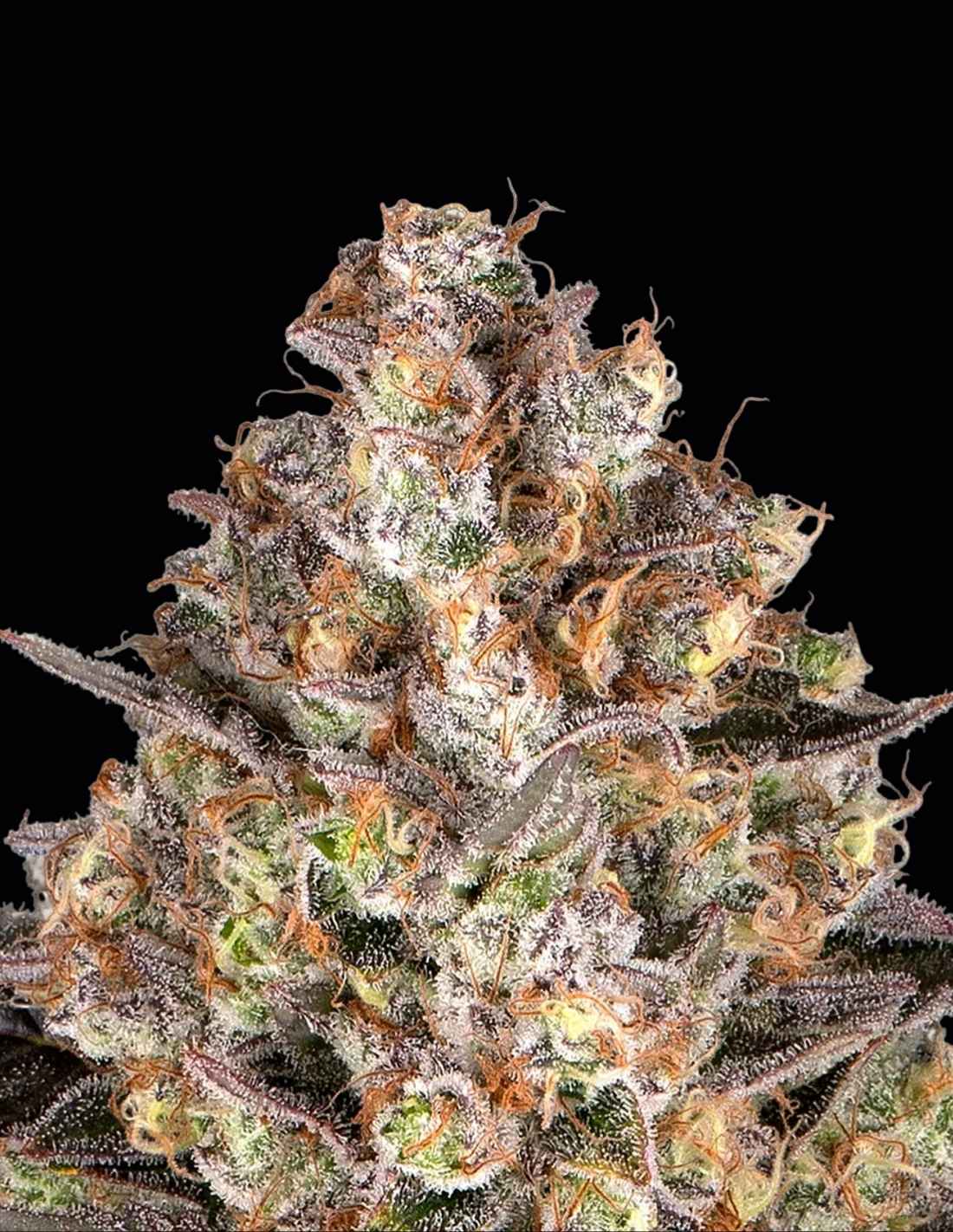 Hindu Kush - Image 2