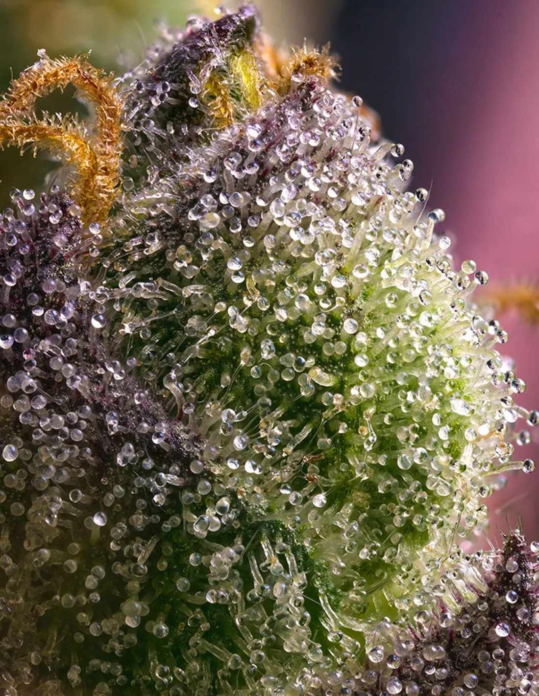 Hindu Kush - Image 3