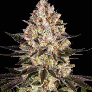 Hindu Kush Feminized Seeds by Barney's Farm