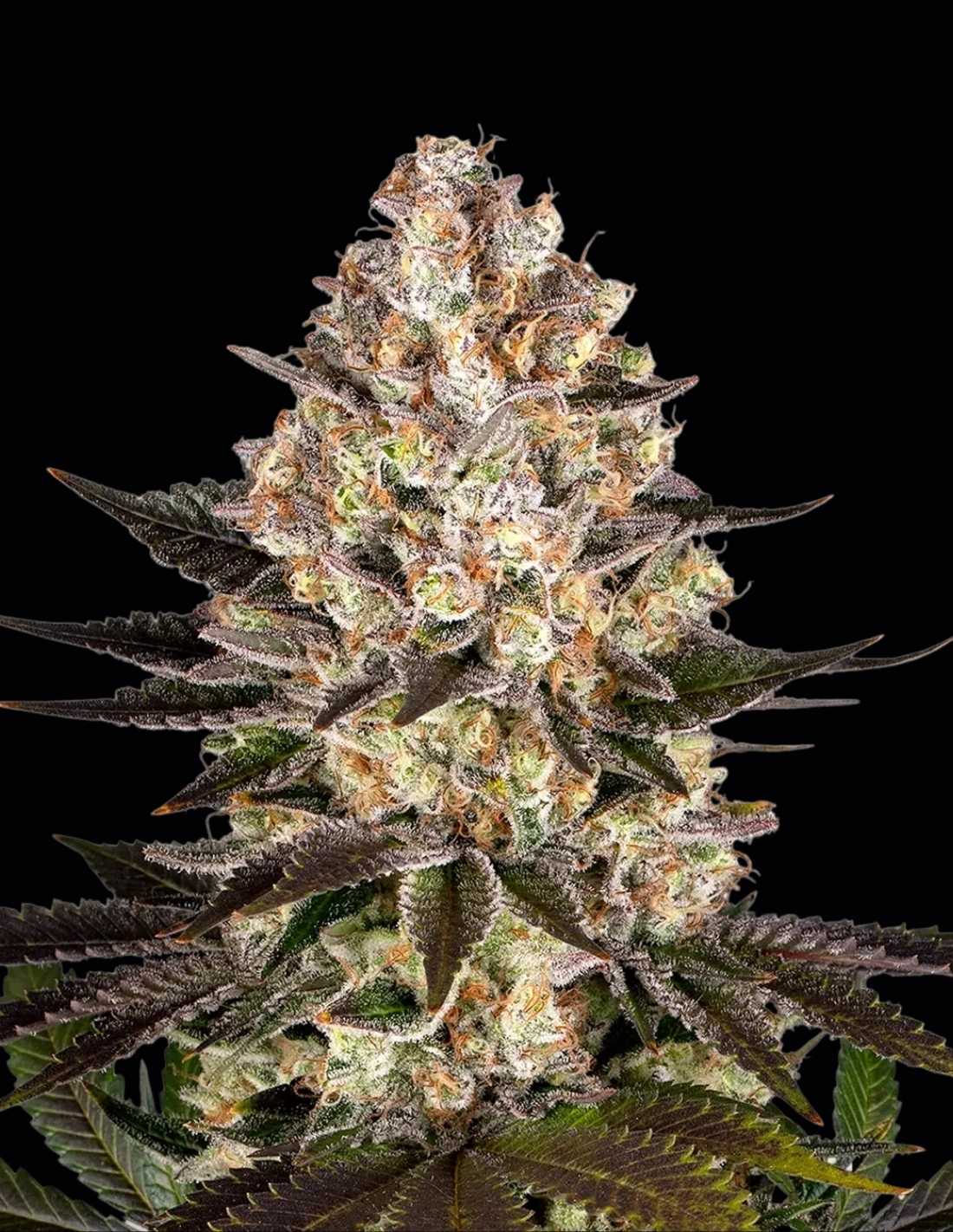 Hindu Kush Feminized Seeds by Barney's Farm