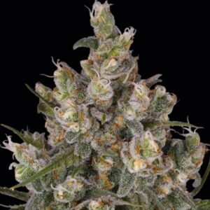 Insane OG Feminized Seeds by Barney's Farm