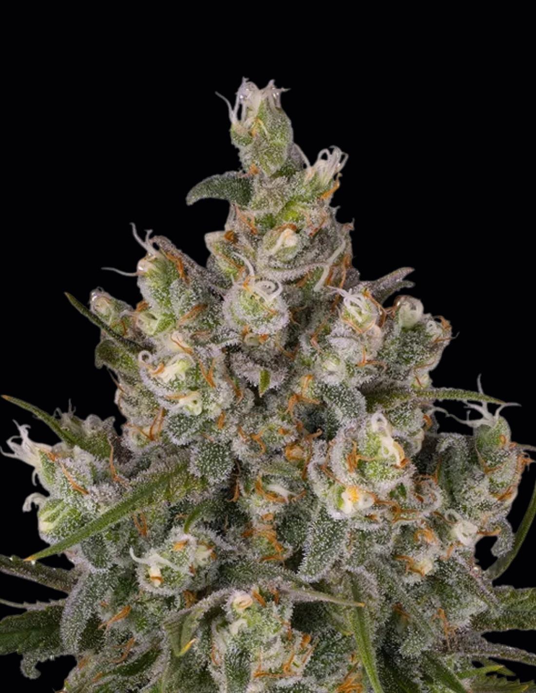 Insane OG Feminized Seeds by Barney's Farm