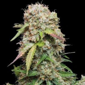 Jack Herer Auto Seeds by Seedstockers