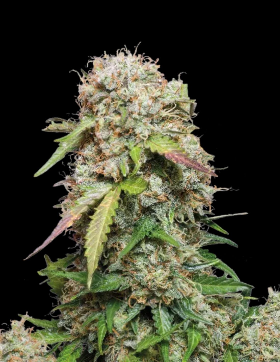 Jack Herer Auto Seeds by Seedstockers