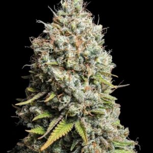 Jack Herer Feminized Seeds by Seedstockers