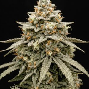 Jealousy Auto Seeds by Seedstockers