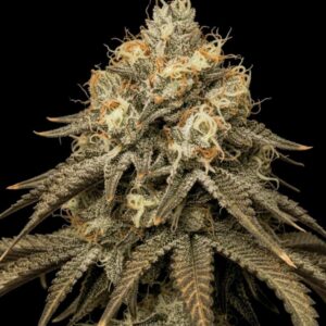 Jealousy Feminized Seeds by Seedstockers