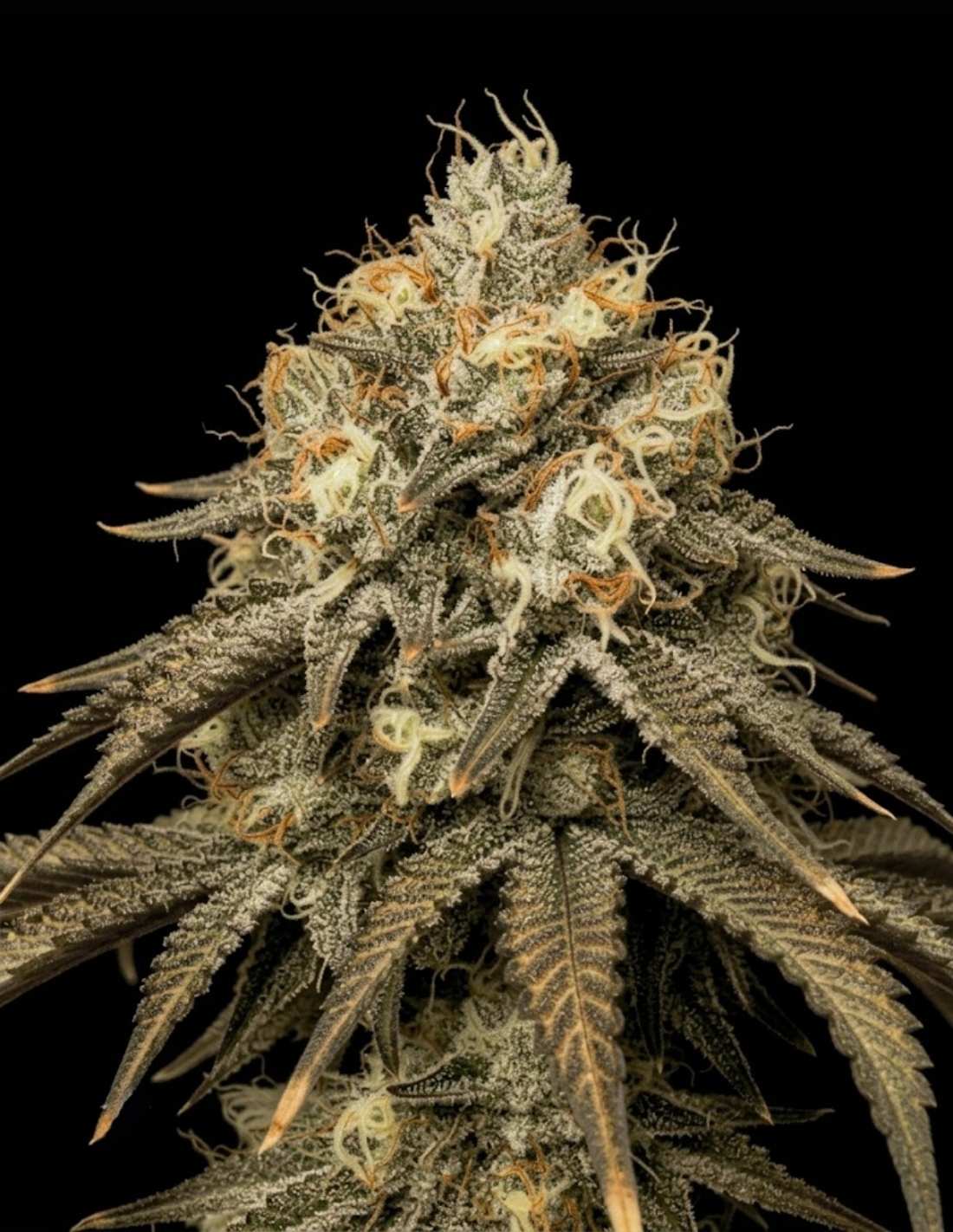 Jealousy Feminized Seeds by Seedstockers