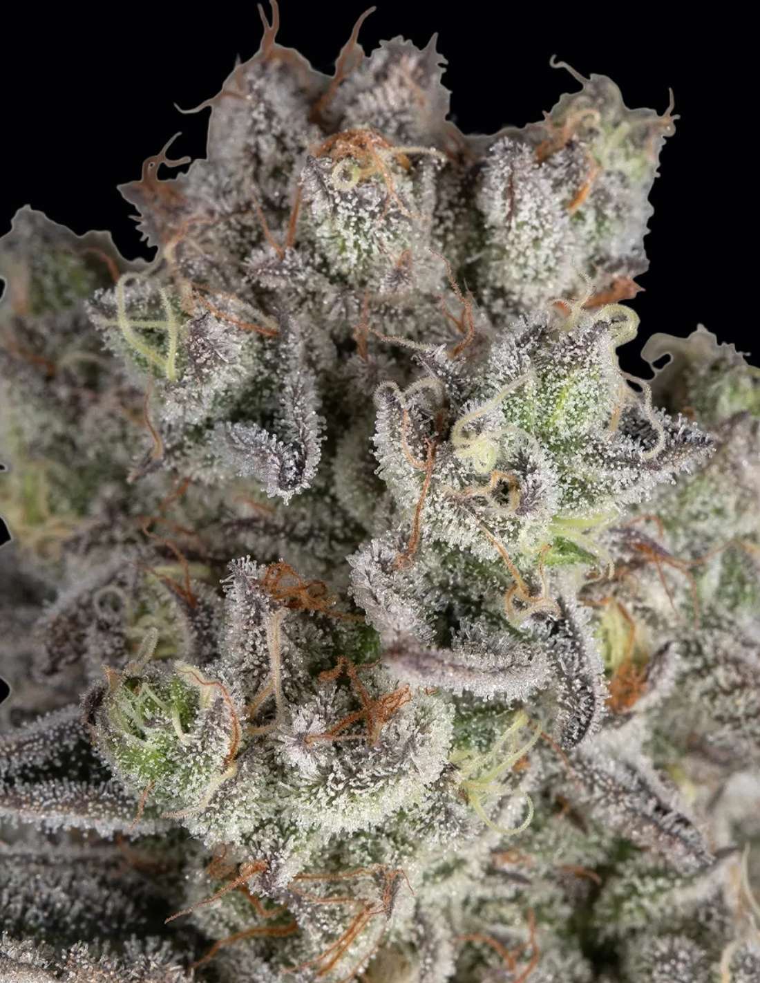 Jelly Cake Feminized Seeds by Barney's Farm