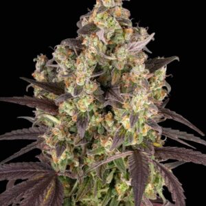 Lemon Cherry Gelato Feminized Seeds by Barney's Farm