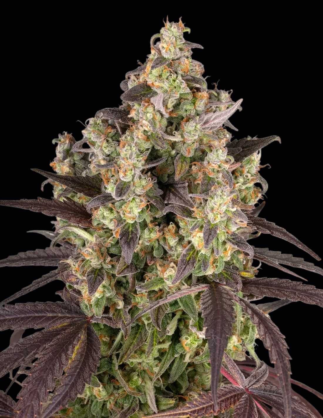 Lemon Cherry Gelato Feminized Seeds by Barney's Farm