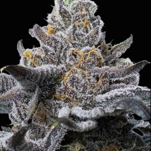 LFG Feminized Seeds by Barney's Farm