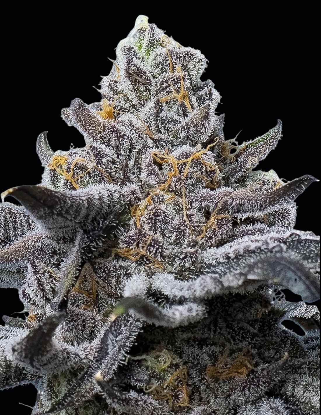 LFG Feminized Seeds by Barney's Farm