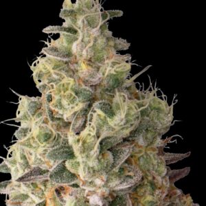 Mack and Crack Auto Seeds by Seedstockers