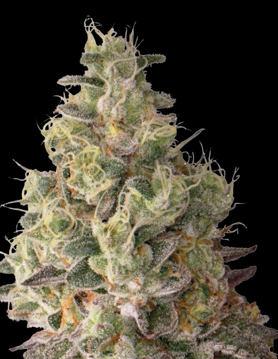 Mack and Crack Auto Seeds by Seedstockers