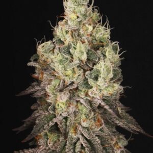 Mack and Crack Feminized Seeds by Seedstockers