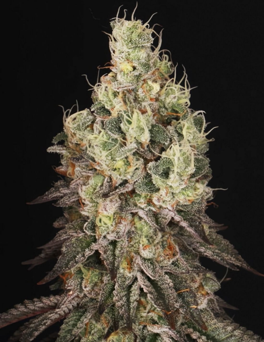 Mack and Crack Feminized Seeds by Seedstockers
