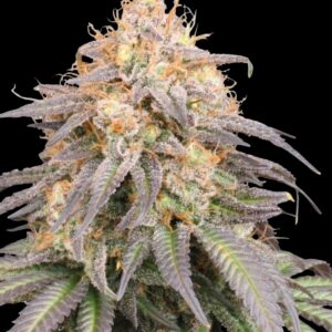 Mandarin Panties Auto Seeds by Seedstockers