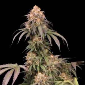 Mandarin Panties Feminized Seeds by Seedstockers