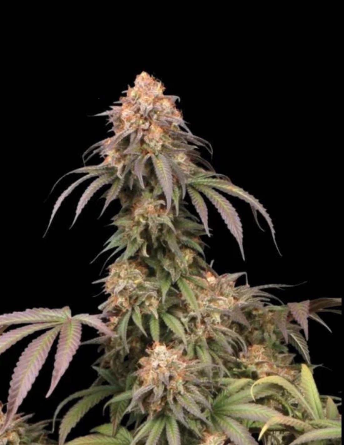 Mandarin Panties Feminized Seeds by Seedstockers
