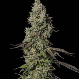 Moby Dick Auto Seeds by Seedstockers